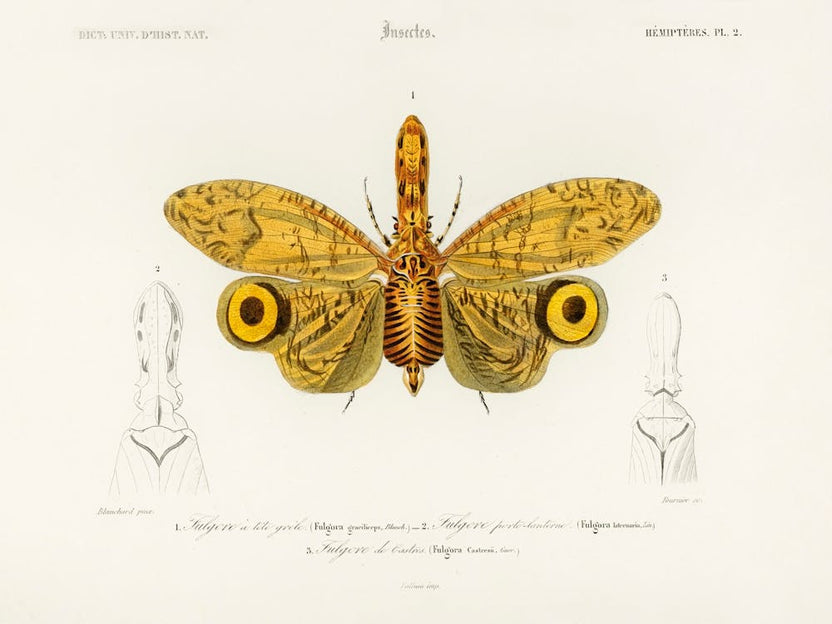 Fulgora Graciliceps, Charles Dessalines D'Orbigny