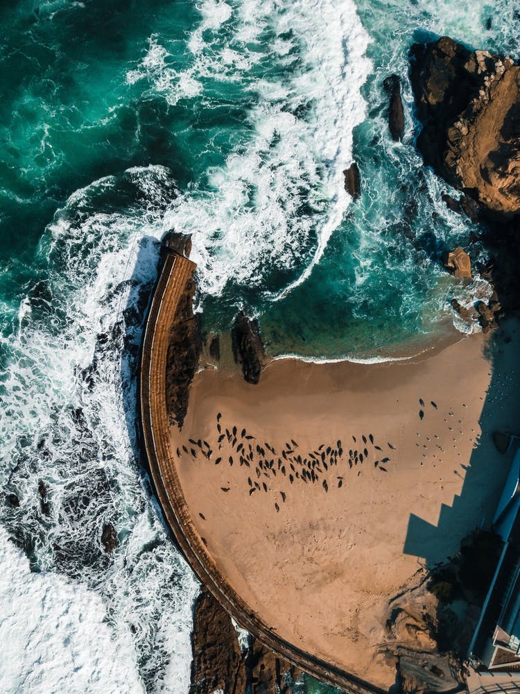 Seal Cove In La Jolla California