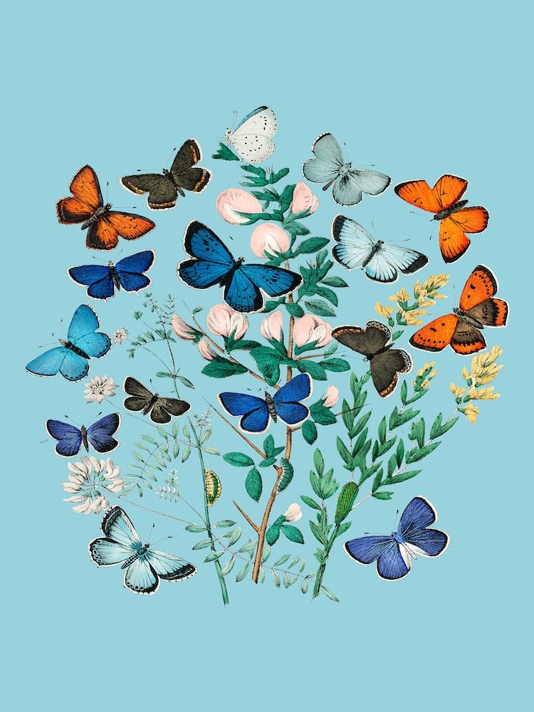 Vintgage Flowers Butterfly Floral Illustration Blue