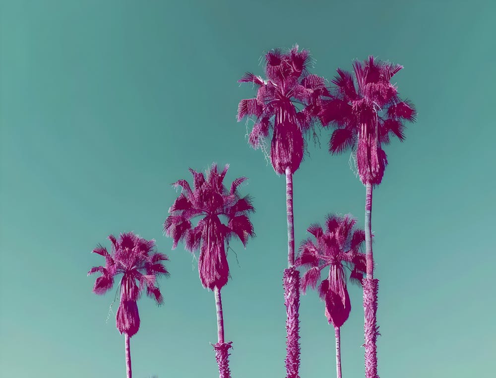 Palm Trees 4