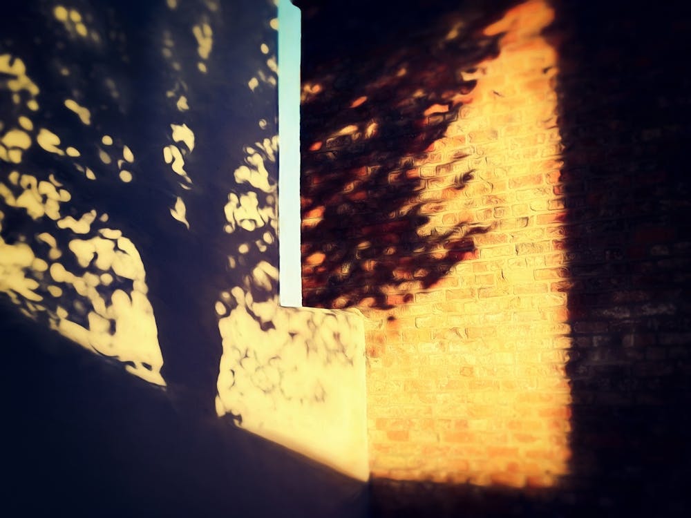 Schatten eines Baumes