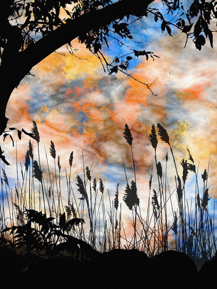 Silhouette Of Reeds