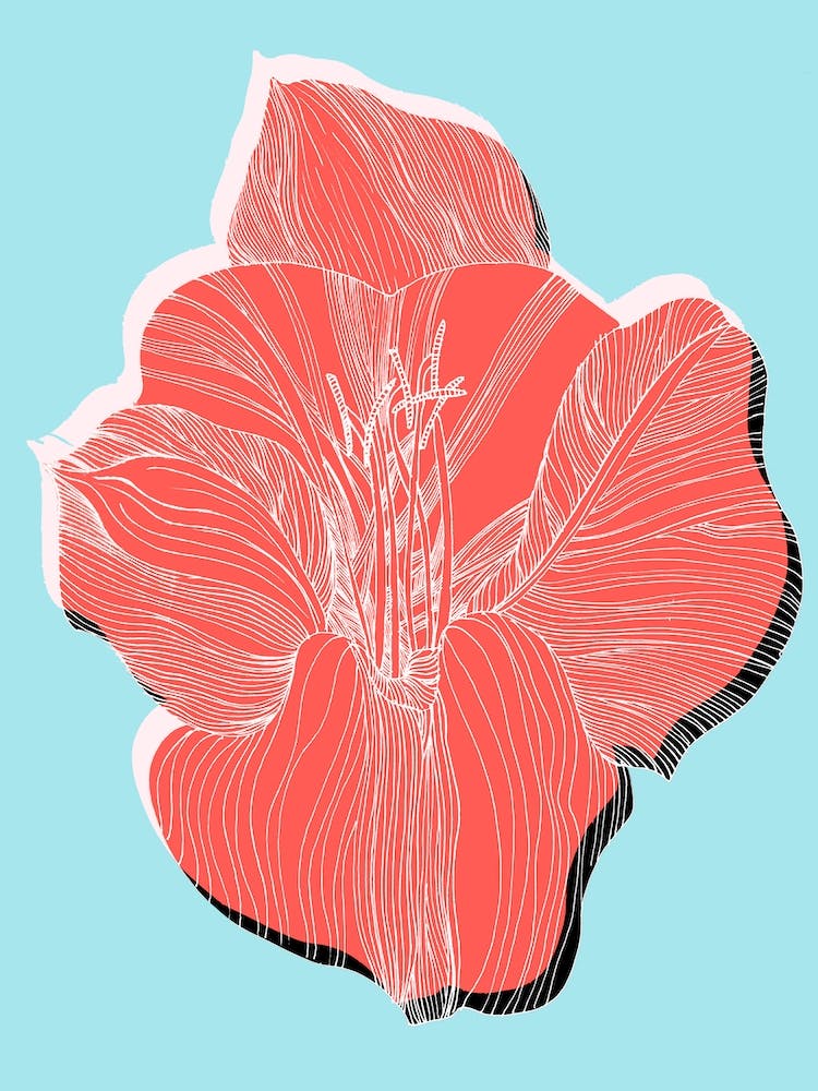 Amaryllis 2