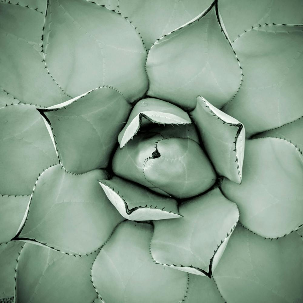 Green Agave Close Up