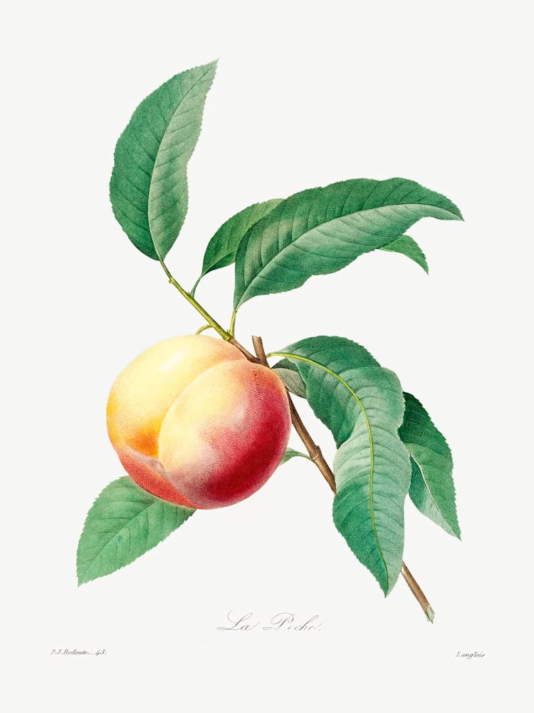 Peach Fruit On A Branch, Pierre Joseph Redoute