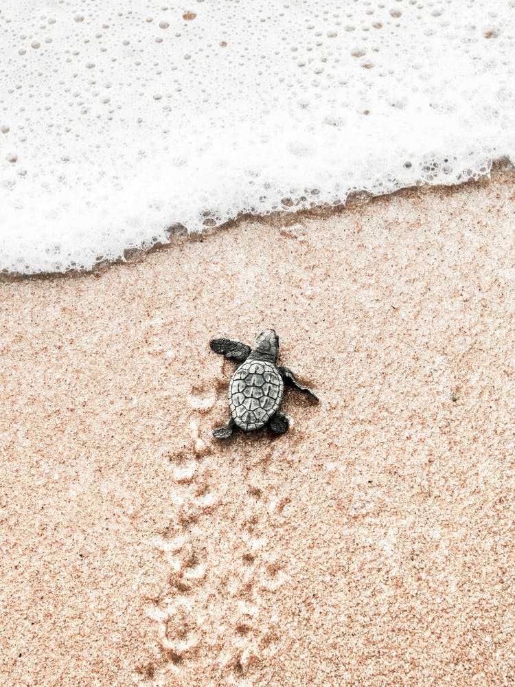 Baby Turtle On The Beach