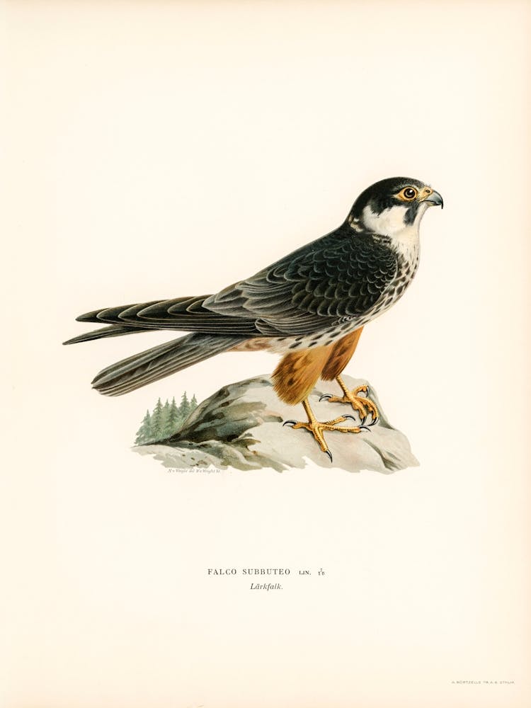 Eurasian Hobby (Falco Subbuteo), The Von Wright Brothers