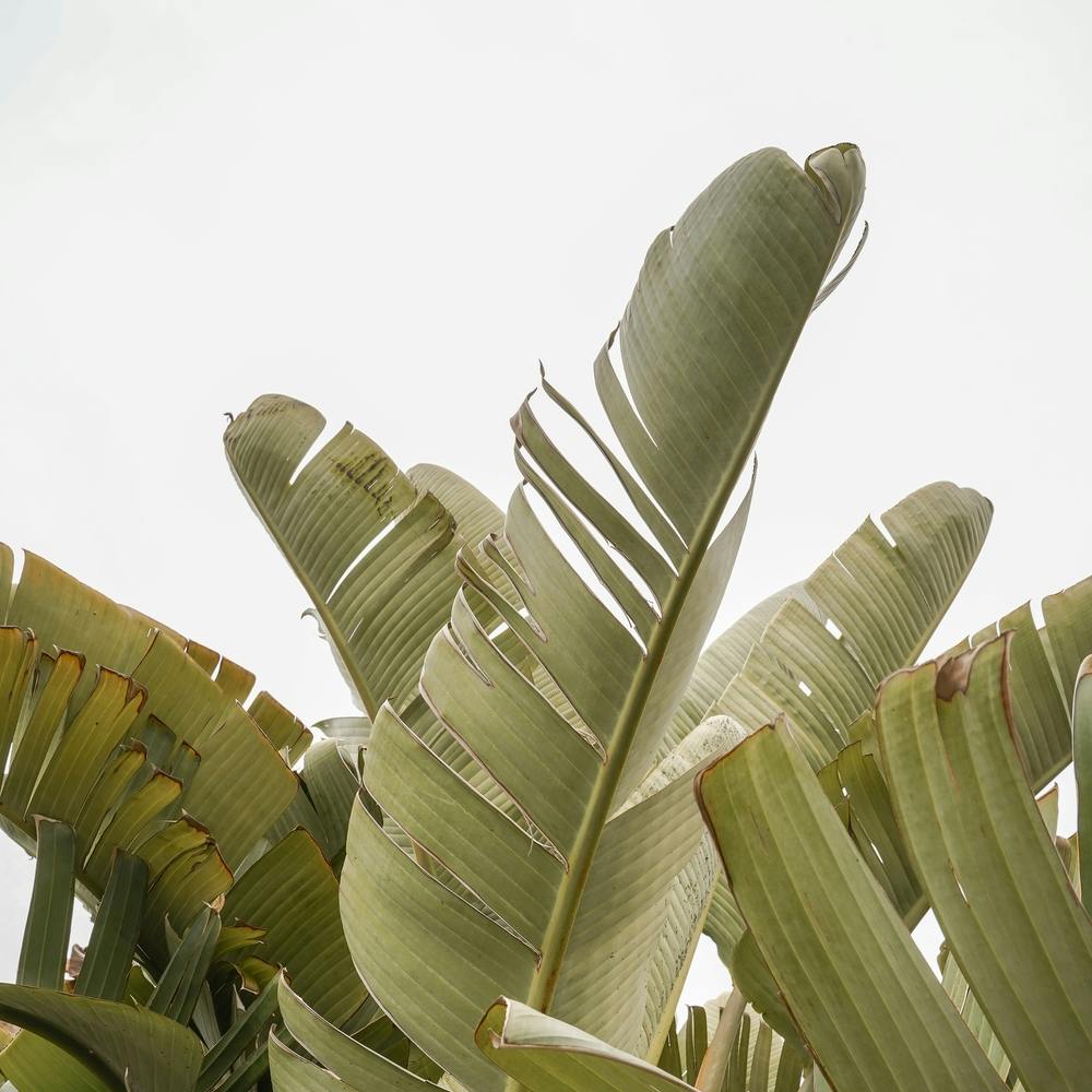 Banana Leaves In France Square
