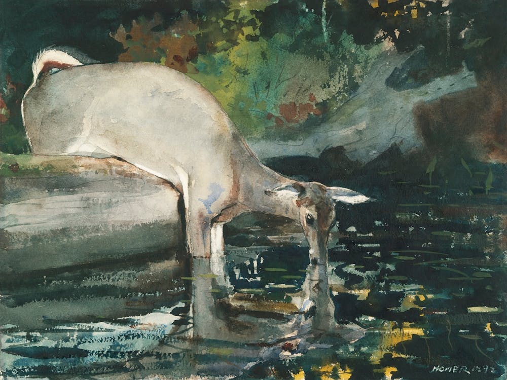 Deer Drinking (1892), Winslow Homer