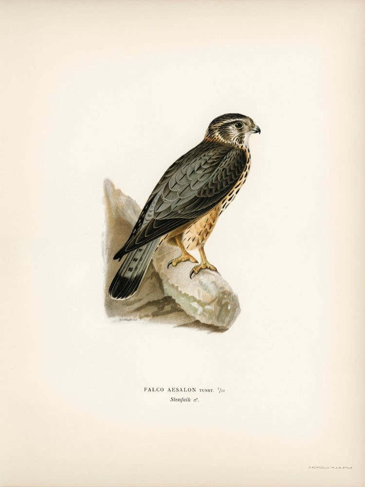 Merlin Male (Falco Aesalon), The Von Wright Brothers