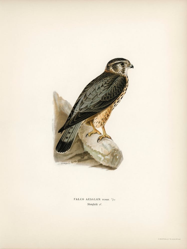 Merlin Male (Falco Aesalon), The Von Wright Brothers