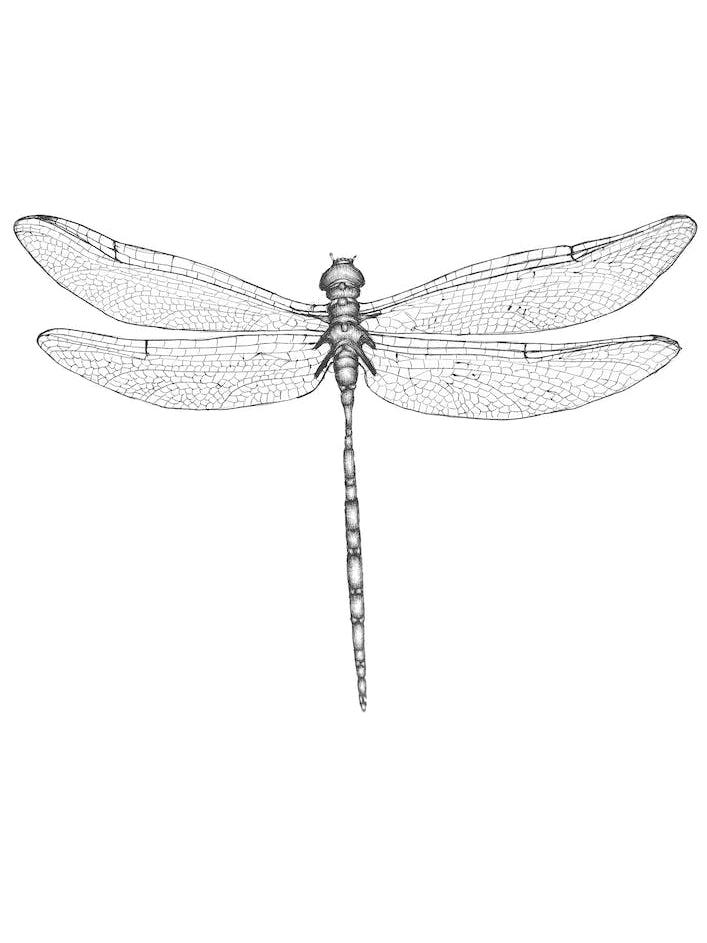 Dragonfly Wings