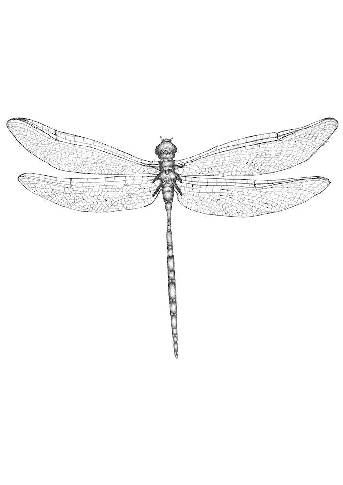 Dragonfly Wings