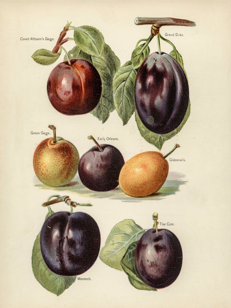 Vintage Illustration Of Plum, John Wright
