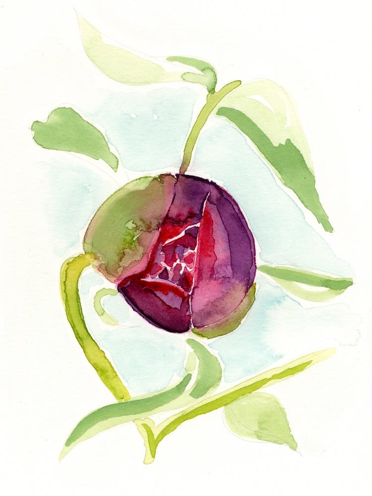 Peony Vibrant Painting