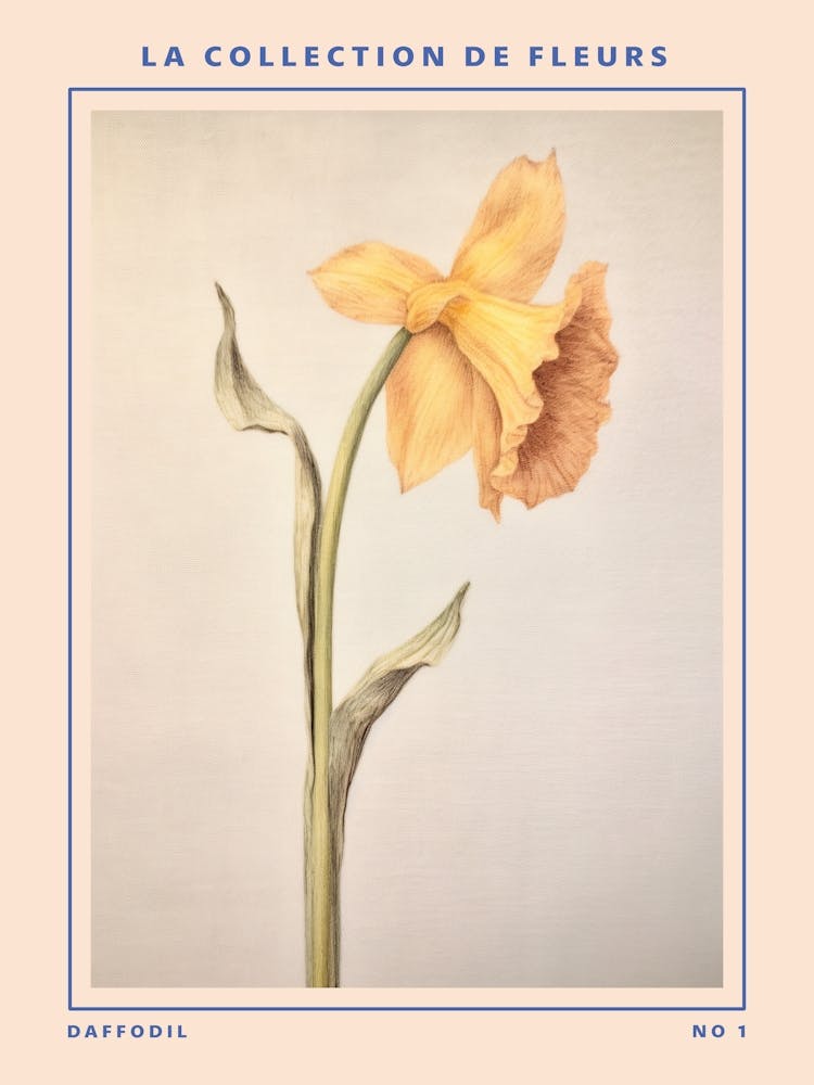 Daffodil French Flower Botanical Poster