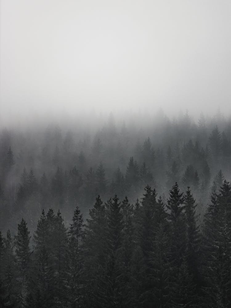 Baumschichten im Nebel