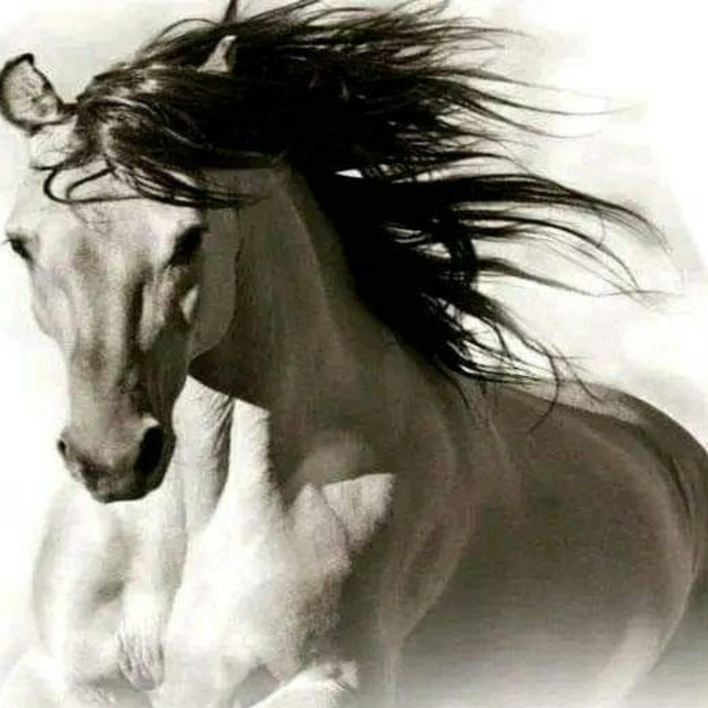 Beautiful Horse