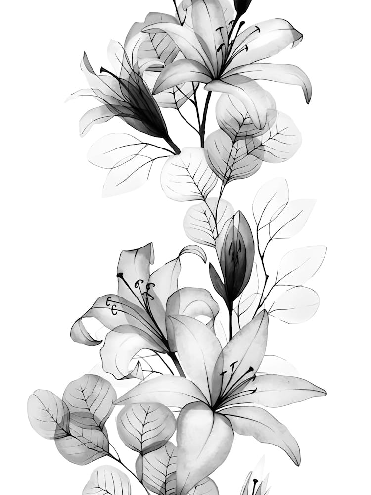 Black And White Lilies