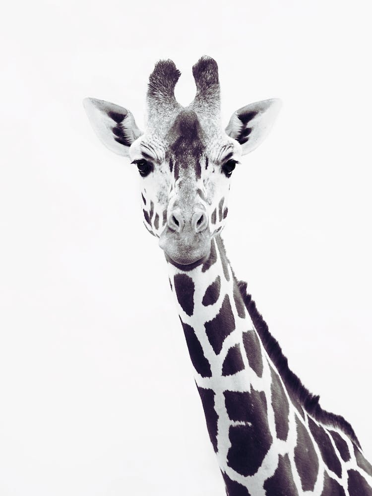 Giraffe Portrait in