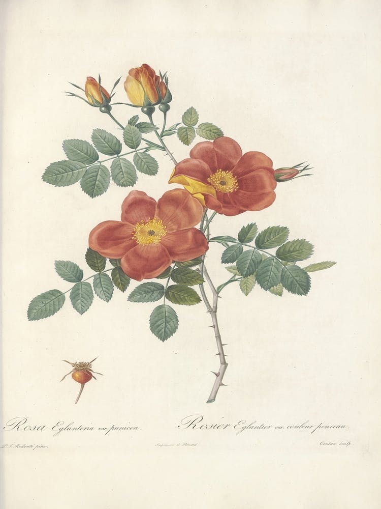 Rose Illustration, Pierre Joseph Redoute (2) 2