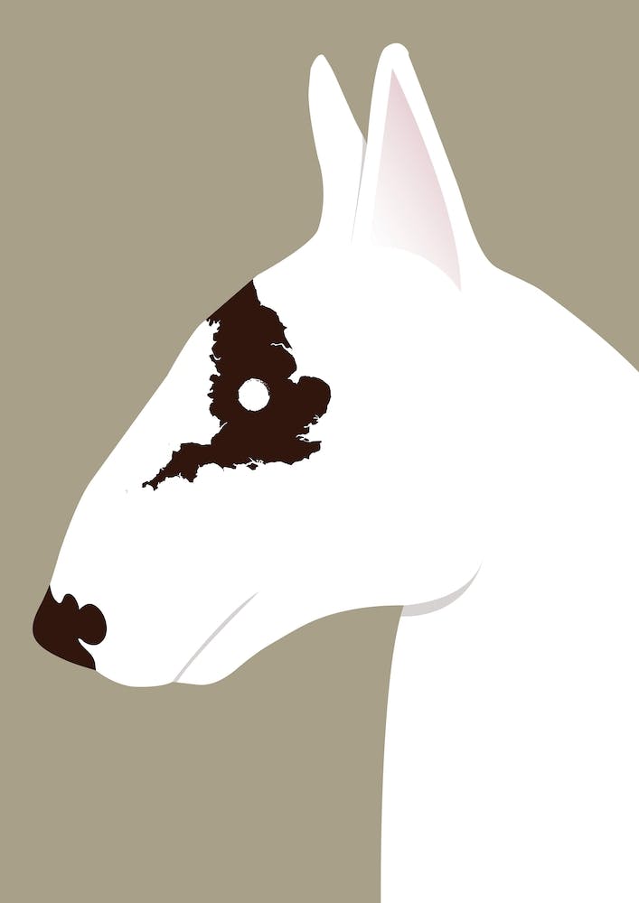 English Bull Terrier
