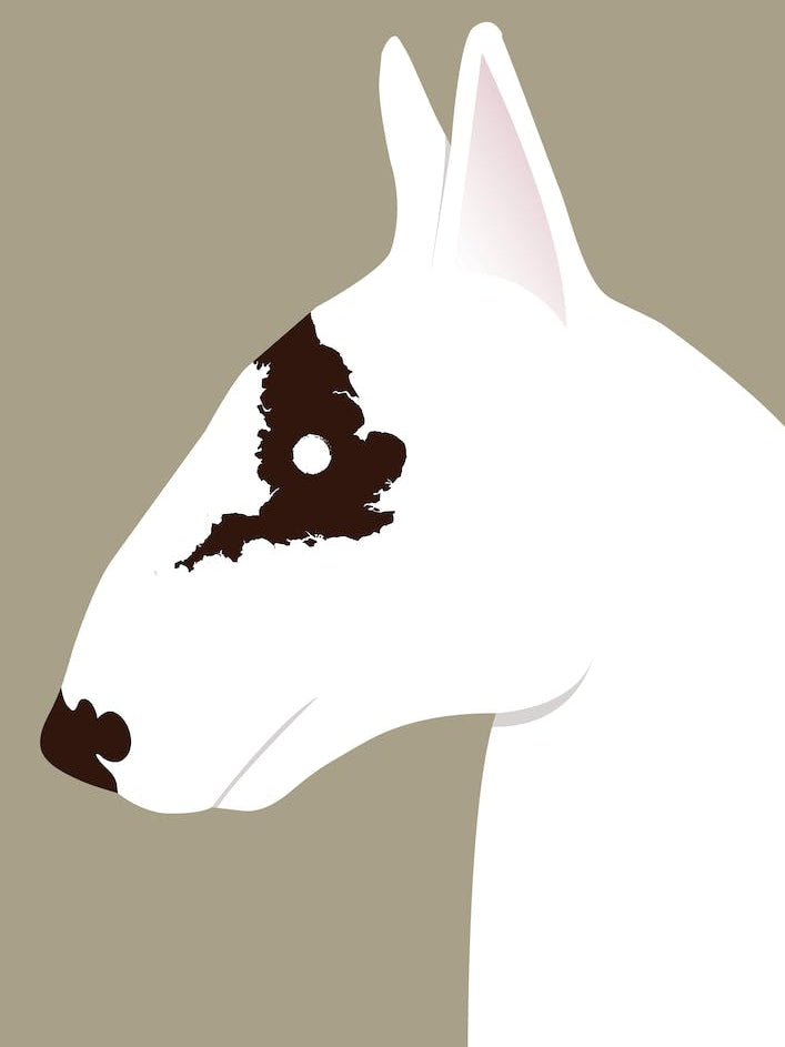 English Bull Terrier
