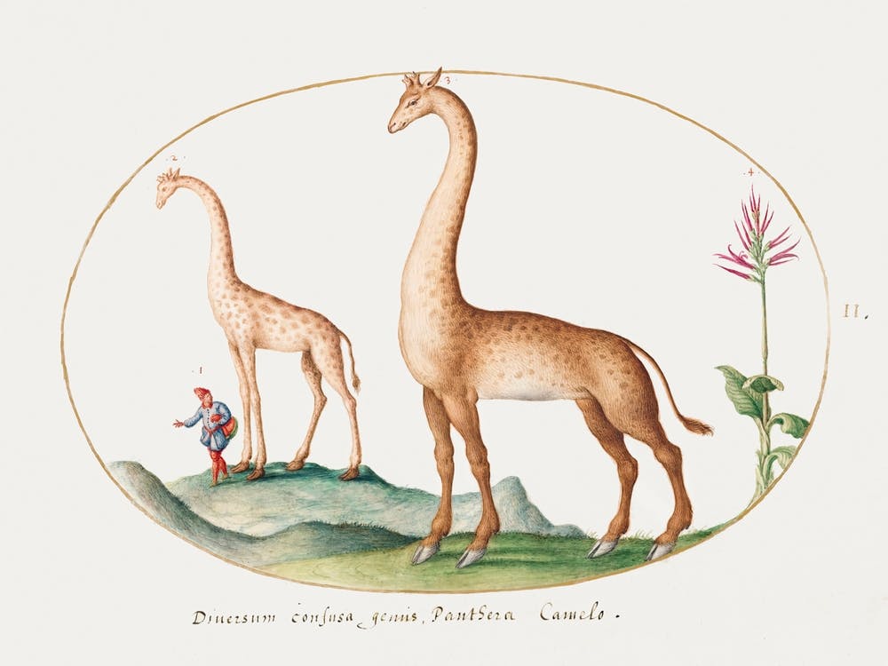 Two Giraffes With An Attendant (1575–1580), Joris Hoefnagel