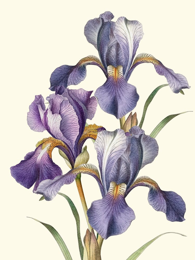 Iris-Kunst