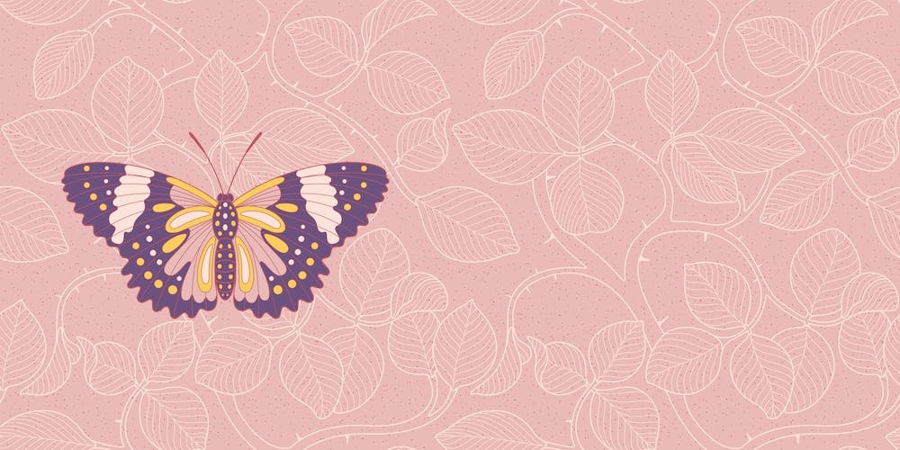 Butterfly In Pink Background From Rose