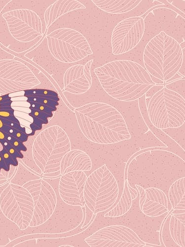 Butterfly In Pink Background From Rose