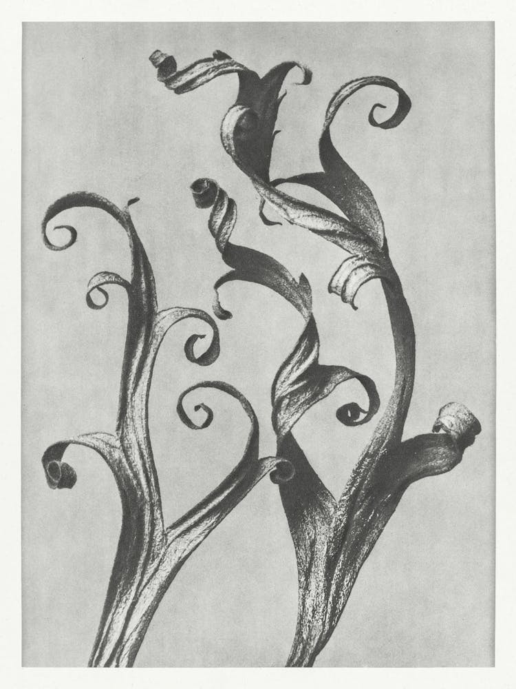 Larkspur Leaves (1928), Karl Blossfeldt