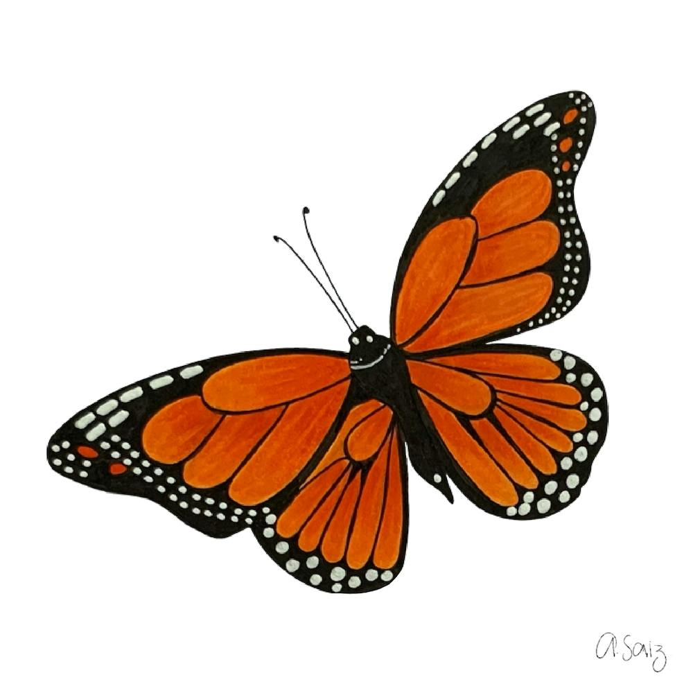 Monarch Butterfly
