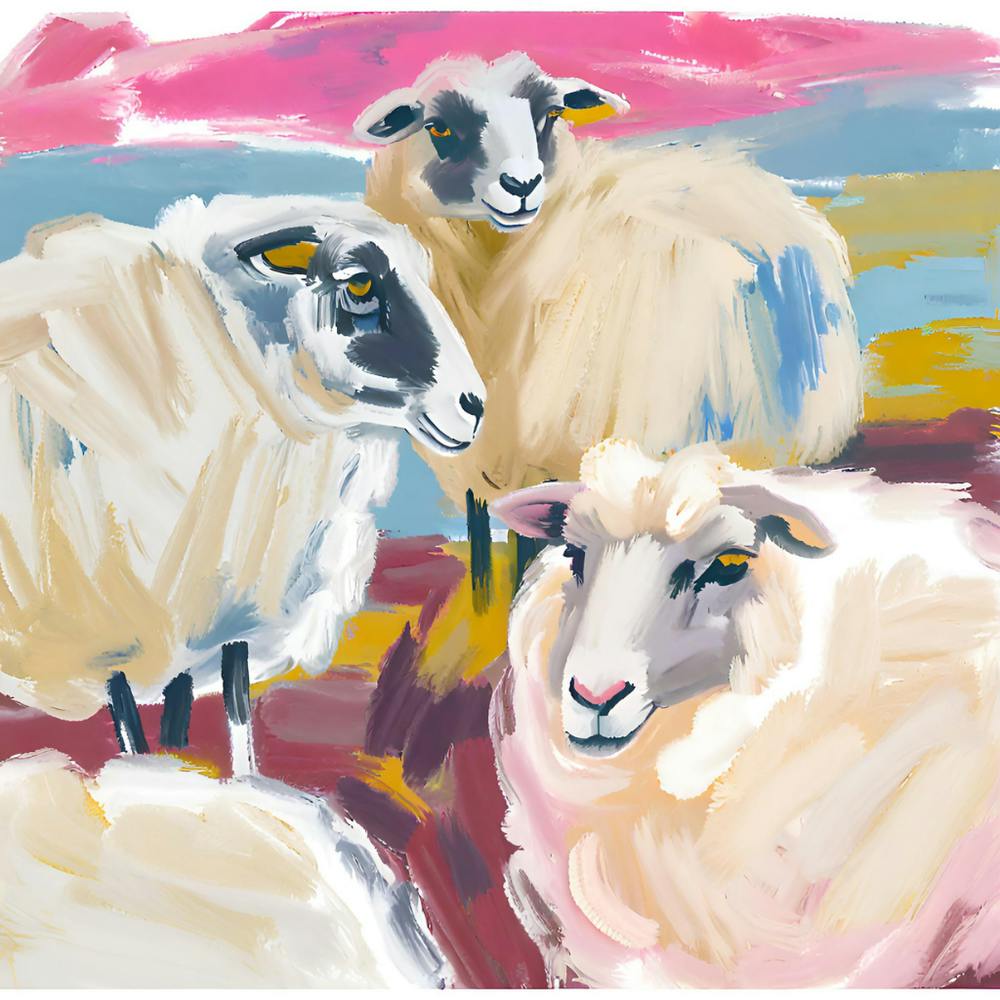 Merino Sheep 01