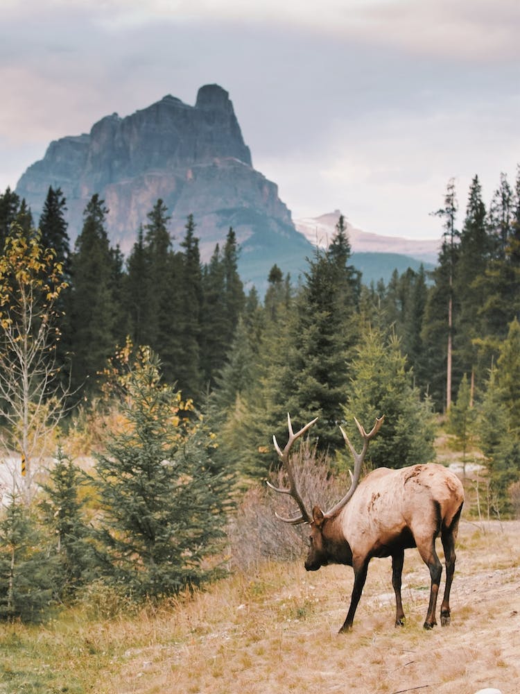 Montana Elk View