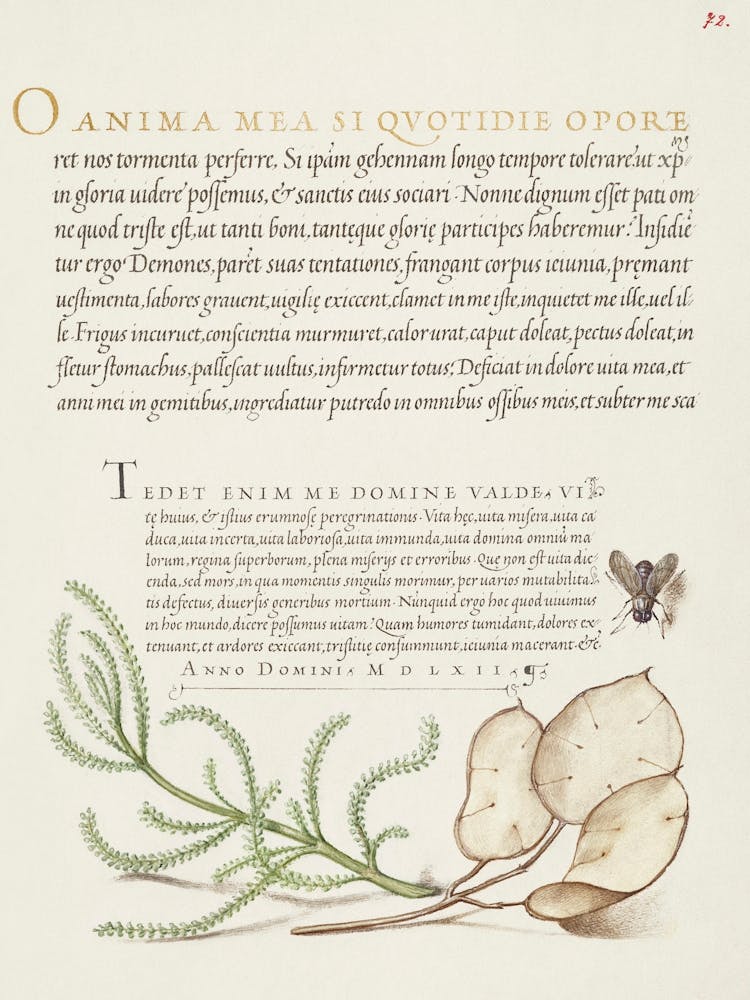 House Fly, Lavender Cotton, And Money Plant From Mira Calligraphiae Monumenta, Joris Hoefnagel
