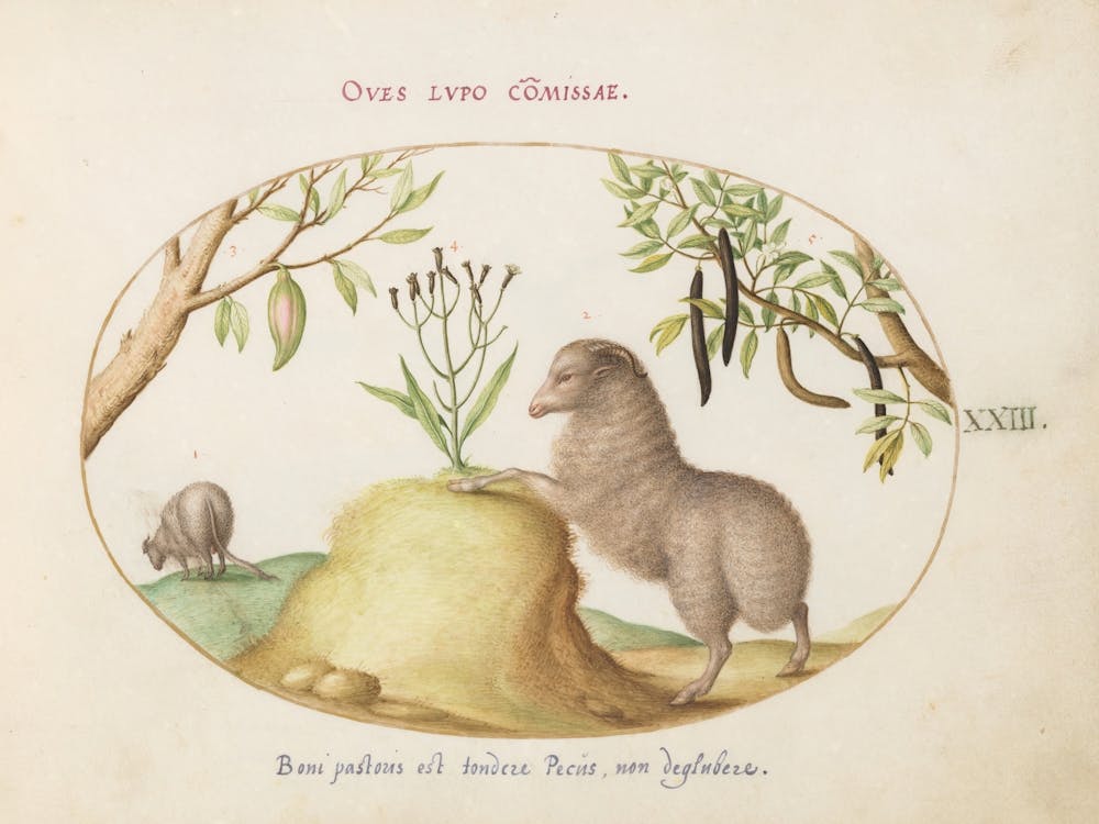 Quadervpedia Animals And Reptiles, Joris Hoefnagel (3)