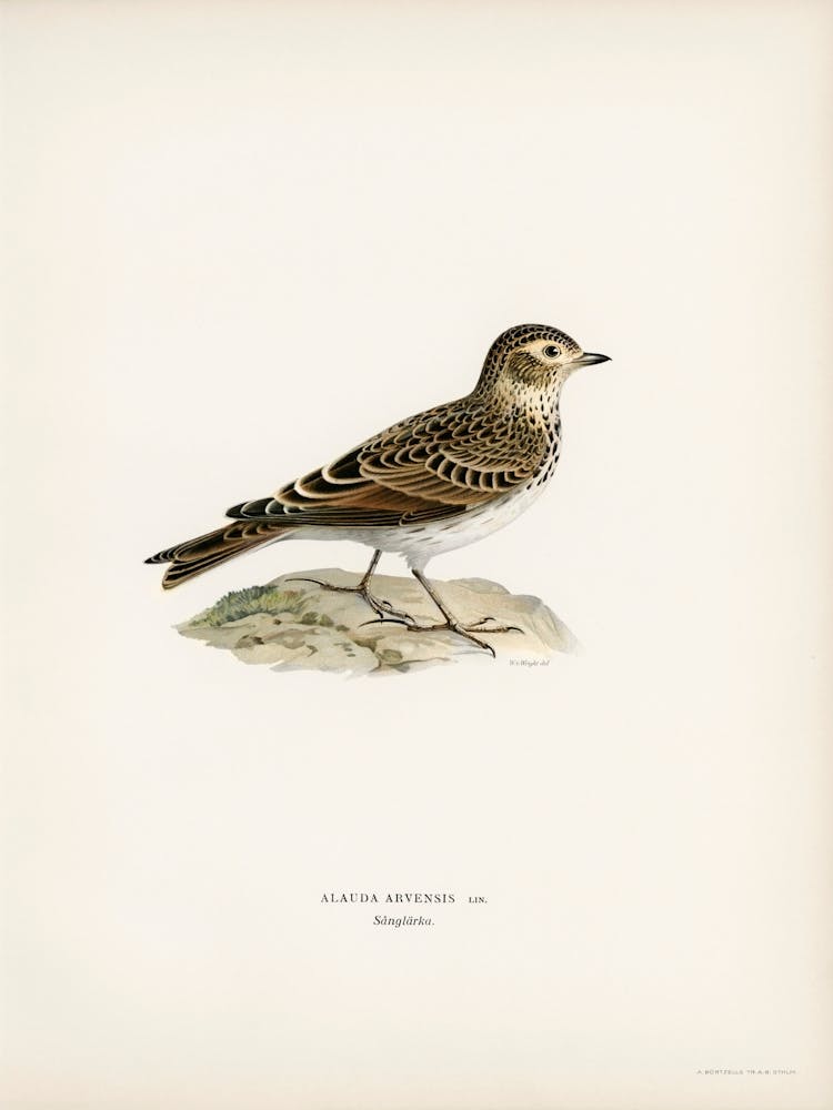 Eurasian Skylark (Alauda Arvensis), The Von Wright Brothers
