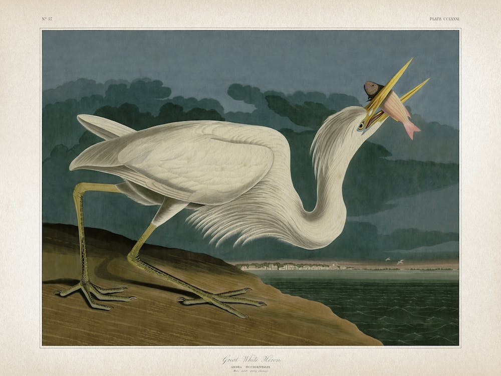 Vintage Audubon 2 Great White Heron