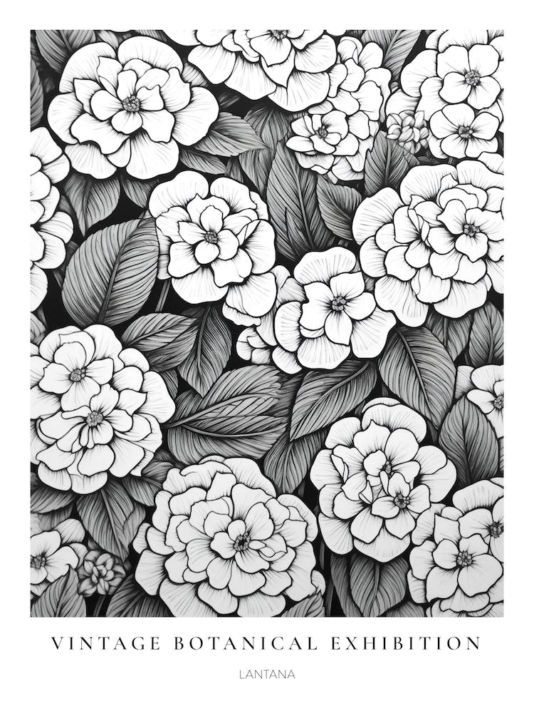 Lantana B&W Vintage Botanical Poster