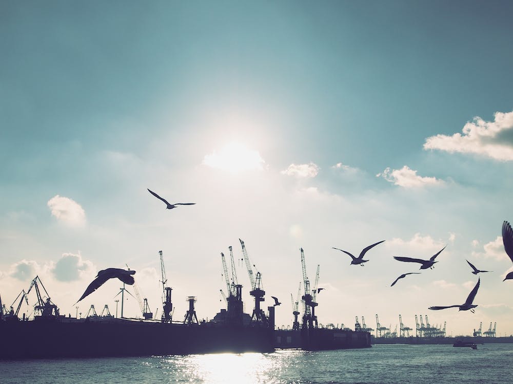 Seagulls at Hamburg Harbour 3