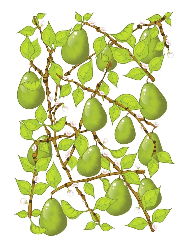 Pears On A Branch