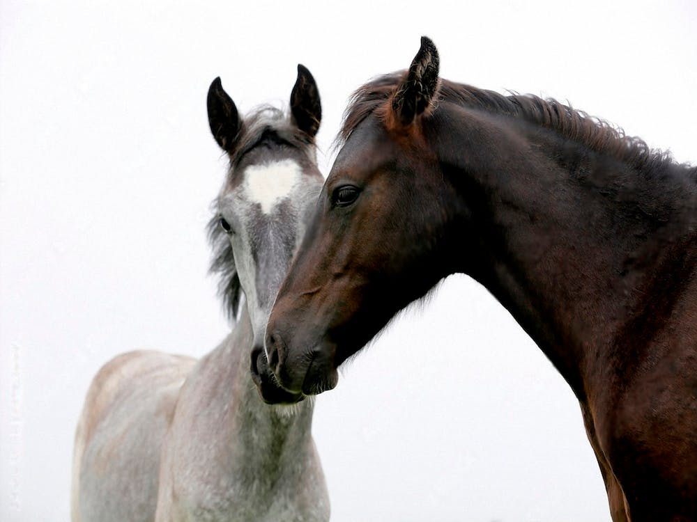 Couple of Horses
