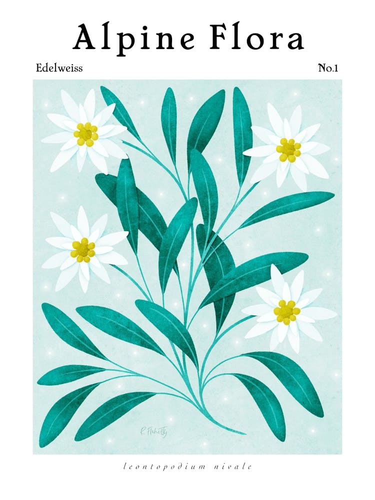 Alpine Flora Edelweiss