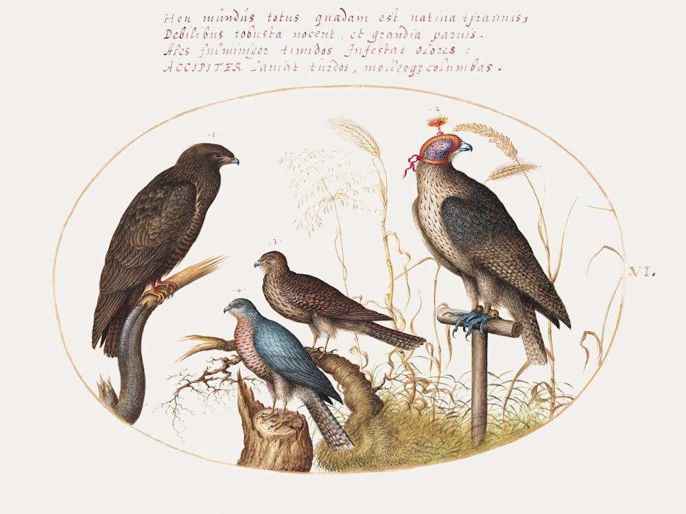 Four Birds Of Prey, Including A Sparrowhawk (1575–1580), Joris Hoefnagel