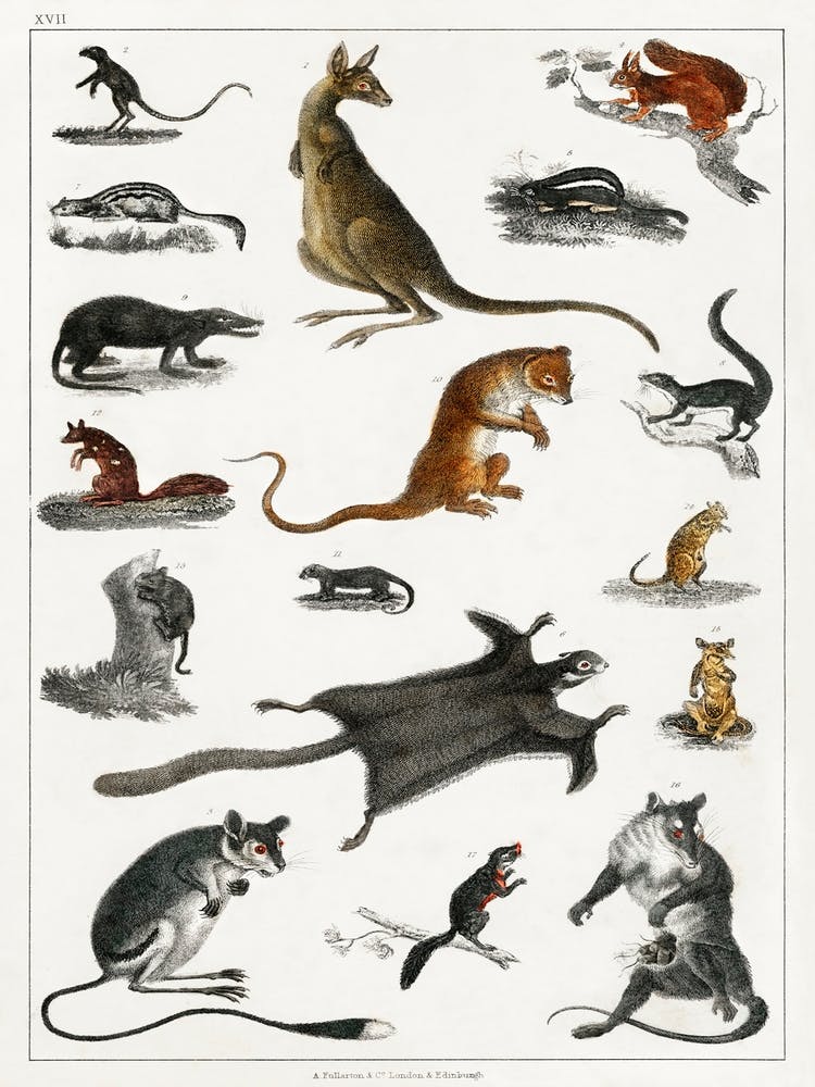 Collection Of Masupials, Oliver Goldsmith