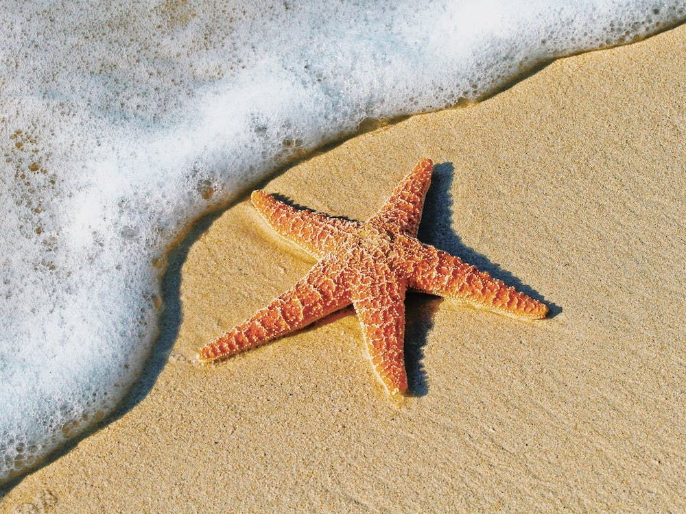Étoile de Mer Orange Sur la Plage