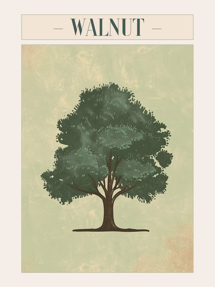 Walnut Tree Minimal Japandi Illustration 3 Poster