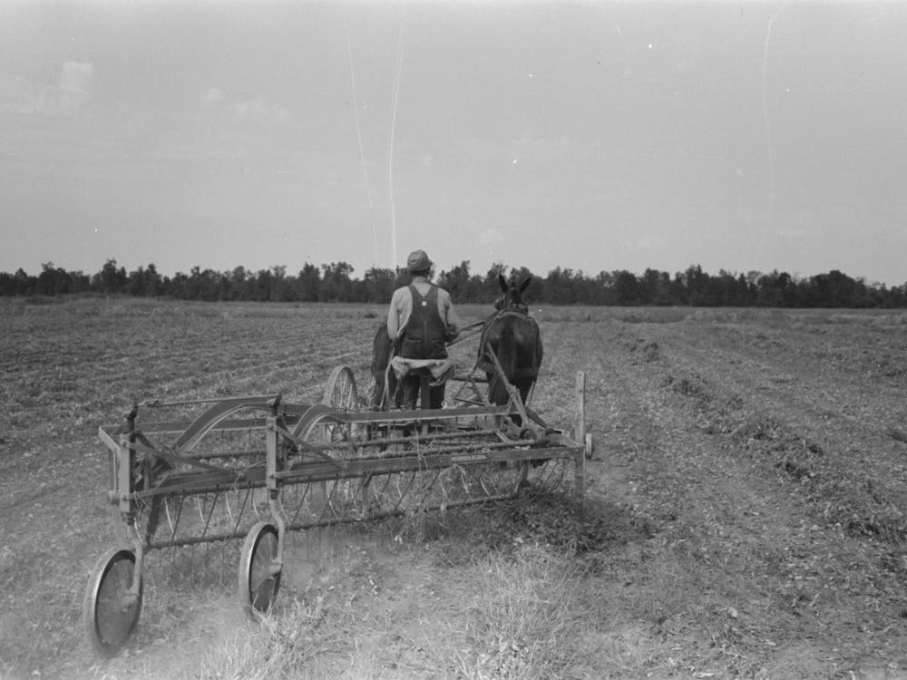 Untitled Photo, Possibly Related To Raking Soybean Hay, Lake Dick Project, Arkansas By Russell Lee 1