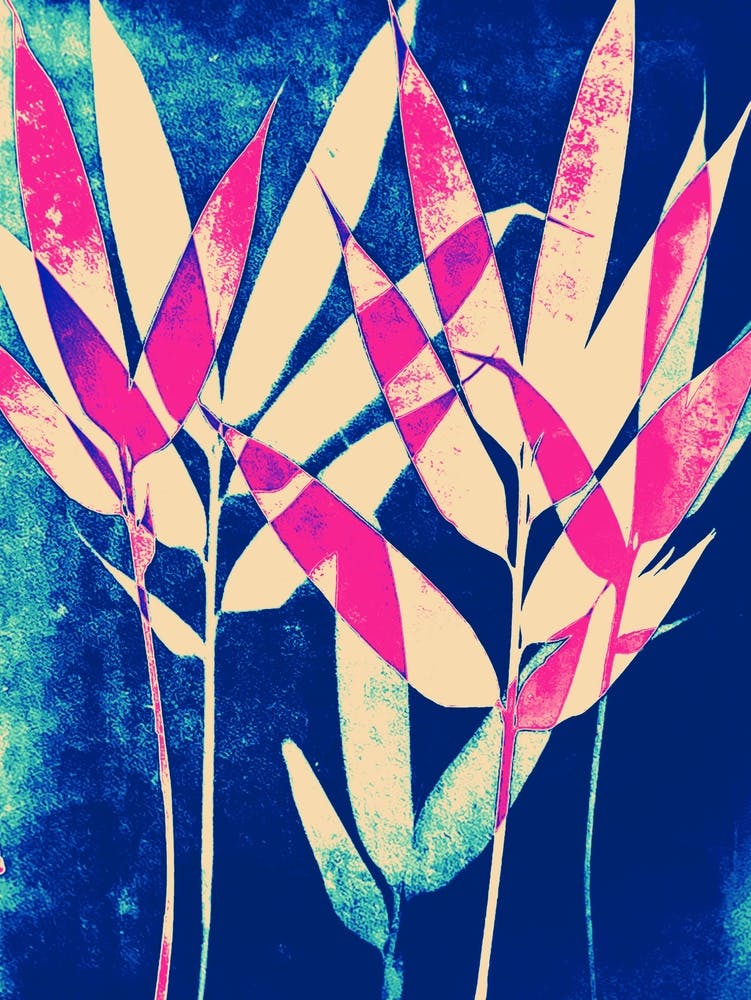 Cyanotype de feuilles de bambou bleu turquoise rose